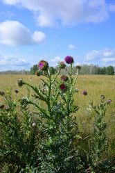 Similar image 21703237