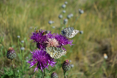 Similar image 21703239