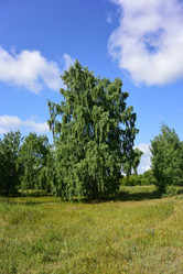 Similar image 21703241