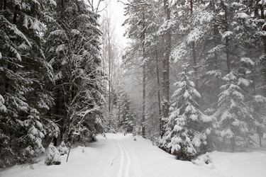 Similar image 21703268