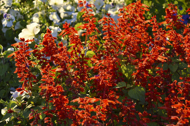 Similar image 21703778