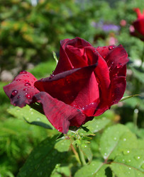 Similar image 21703788