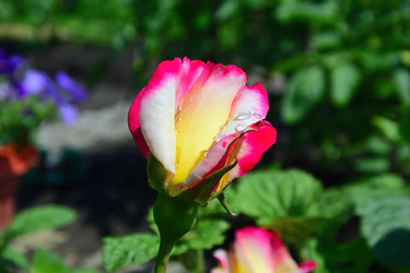 Similar image 21703792