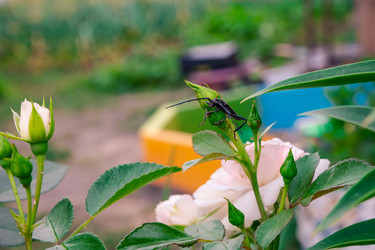 Similar image 21704615