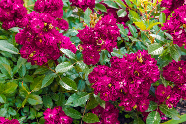 Similar image 21704616