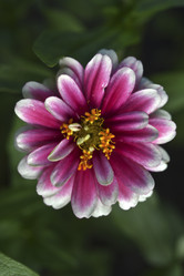 Similar image 21703935