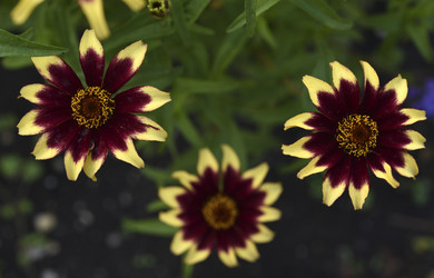 Similar image 21703937