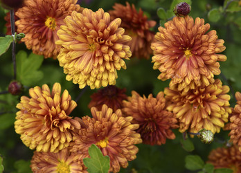 Similar image 21704018