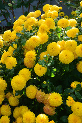 Similar image 21704569