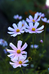 Similar image 21704891