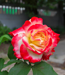 Similar image 21704731