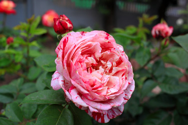 Similar image 21704732