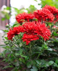 Similar image 21704733