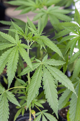 Similar image 21705593