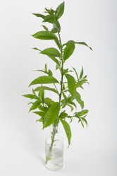 Similar image 21707734