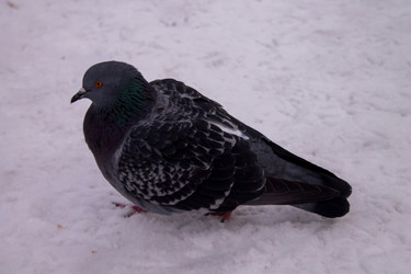 Similar image 21706732