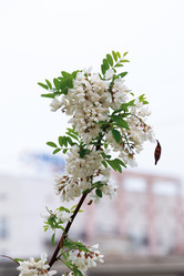 Similar image 21706763