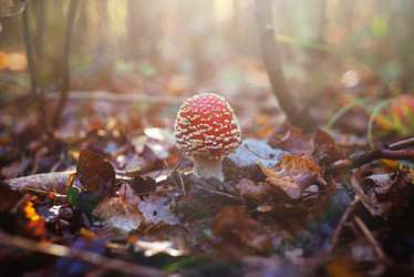 Similar image 21706507