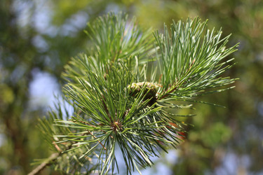 Similar image 21706807