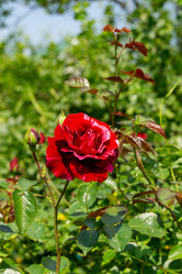 Similar image 21707328