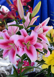 Similar image 21707041