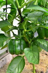 Similar image 21707302