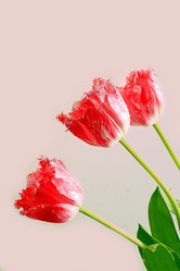 Similar image 21711756