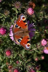 Similar image 21712593