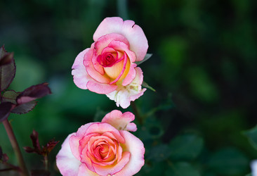 Similar image 21717135