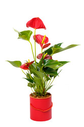 Similar image 21715506