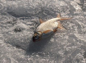 Similar image 21716299