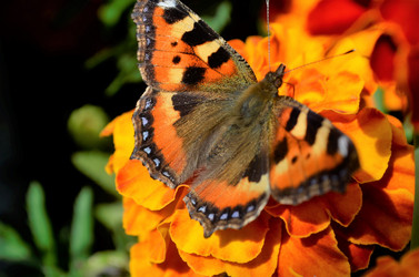 Similar image 21716361