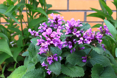 Similar image 21716370