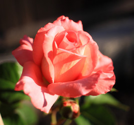 Similar image 21716392