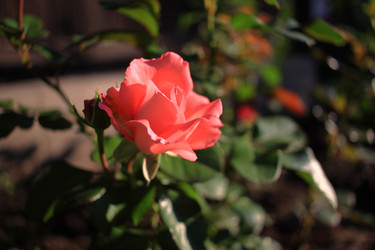 Similar image 21716393