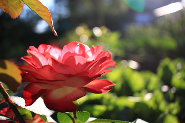 Similar image 21716394