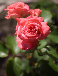 Similar image 21716395