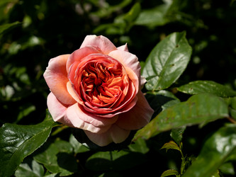 Similar image 21716411