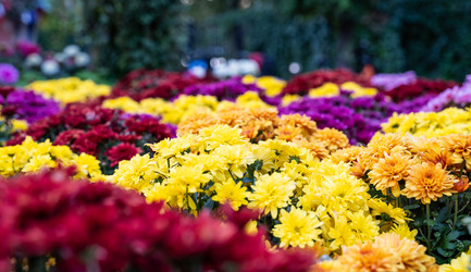 Similar image 21716435