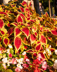 Similar image 21716440