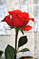 Similar image 21716523