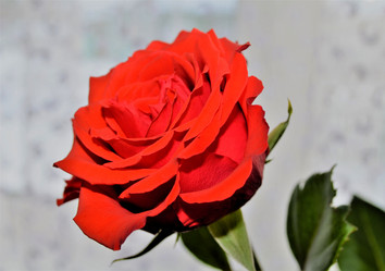 Similar image 21716524