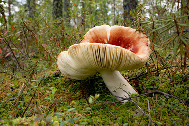 Similar image 21716583