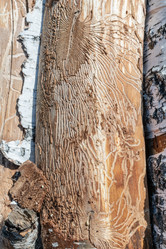 Similar image 21717482