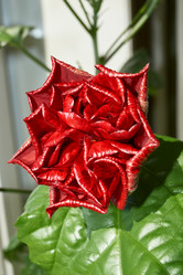 Similar image 21718241