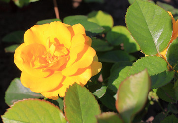 Similar image 21719311