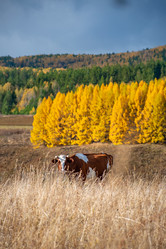 Similar image 21720395