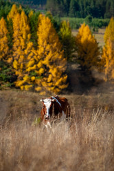 Similar image 21720396