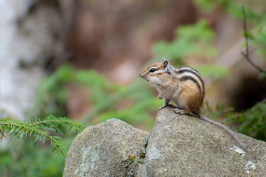 Similar image 21720404