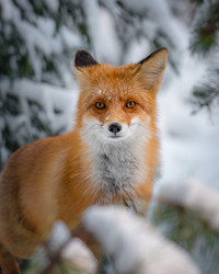 Similar image 21720406